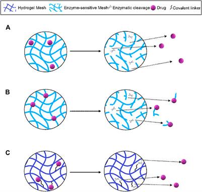 Controlled Release of Therapeutics From Enzyme-Responsive Biomaterials
